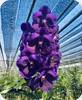 Vanda Boonserm Delight Blue